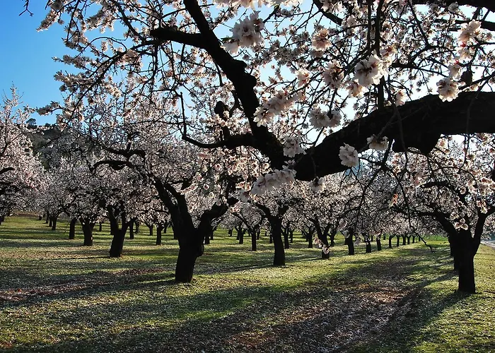 Ξενοδοχείο με διαμερίσματα Meseguer